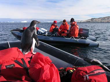 Curious penguin