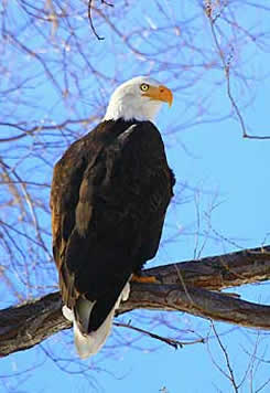 Klamath Basin National Wildlife Refuge Complex eagles