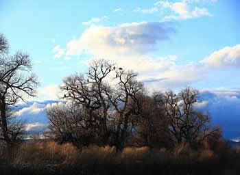 Klamath Basin National Wildlife Refuge Complex eagles