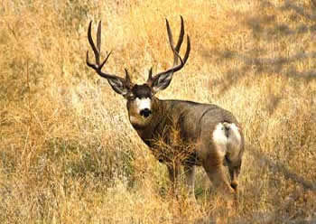 Klamath Basin National Wildlife Refuge Complex stag