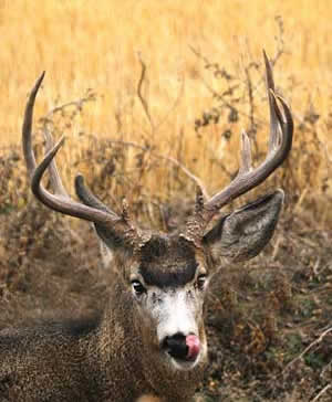 Klamath Basin National Wildlife Refuge Complex stag