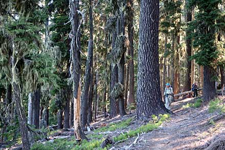 Hiking through the dense Mount Thielsen Wilderness