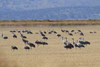 Sandhill cranes