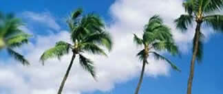 Coconut trees