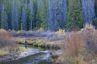 Wisdom and Yellowstone TV Series 1923