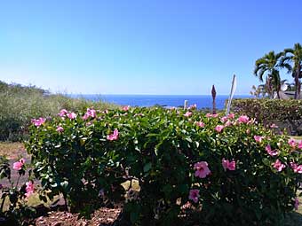 Hawaii ocean view over flowers