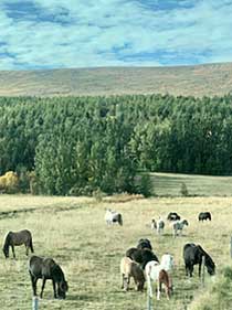 Icelandic horses