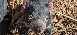 Baby devil, Tasmania