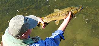 New Zealand fish