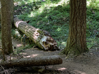 McKenzie River, Oregon, Steve Underwood dwarfed by log