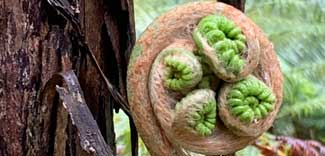 Fiddlehead ferns