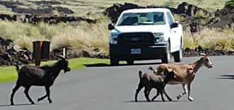 Wild Hawaiian goats